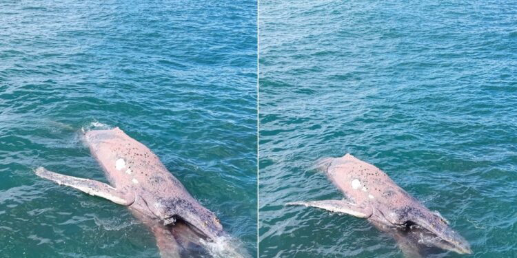 Baleia-jubarte é encontrada morta boiando no mar de Arraial do Cabo