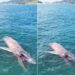 Baleia-jubarte é encontrada morta boiando no mar de Arraial do Cabo